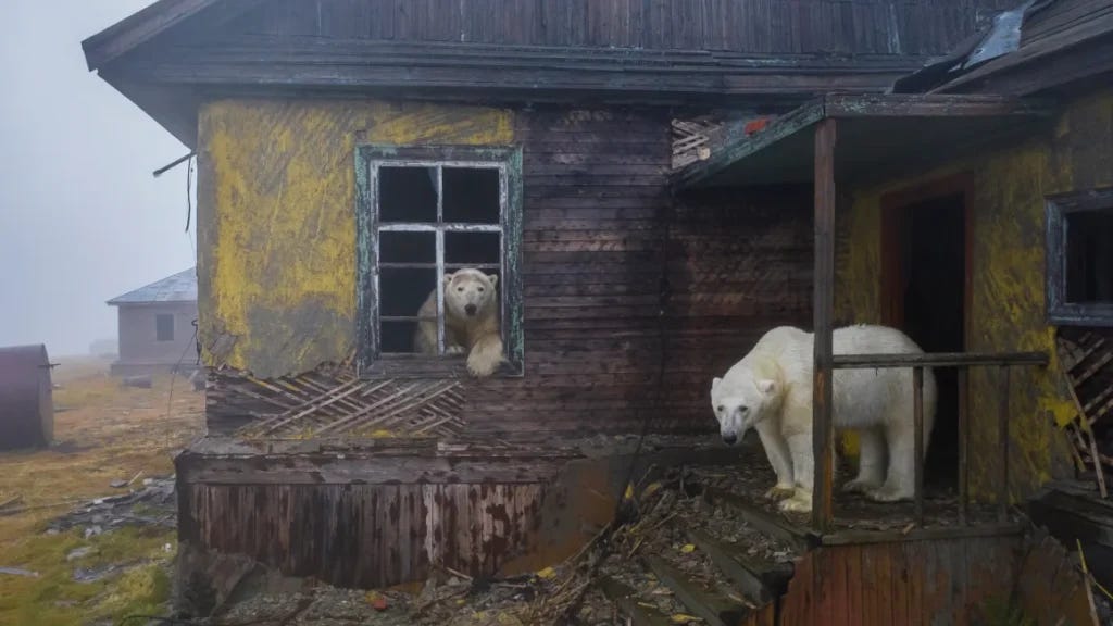 Polar bears sheltering in an abandoned wooden house